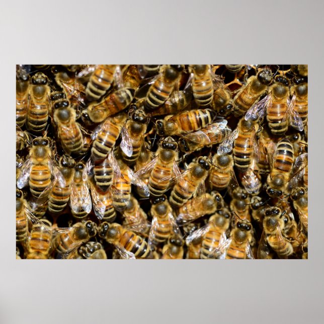 Póster Abejas de miel (Frente)