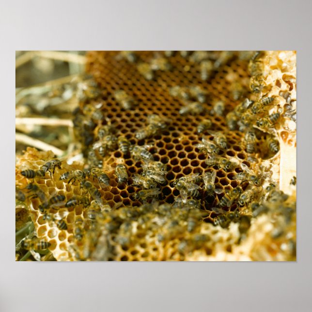 Póster Abejas En Hive, Cabo Occidental, Sudáfrica (Frente)