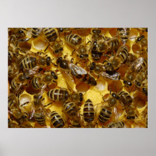 Póster Abejas en la colmena con reina en el medio