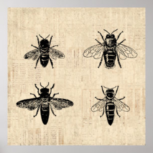 Póster Abejas Ilustracion Antiguo Bee Art Diseño de épo