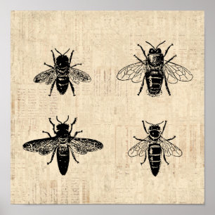 Póster Abejas Ilustracion Antiguo Bee Art Diseño de época