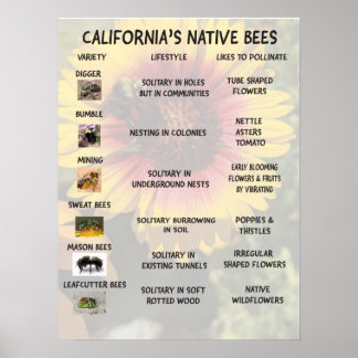 Póster Abejas nativas de California