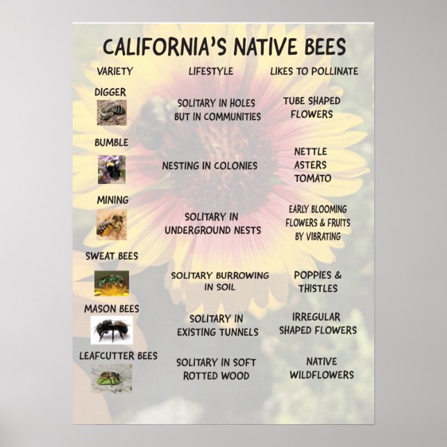 Póster Abejas nativas de California (Frente)