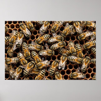 Póster Abejas Ocupadas