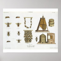 Abejas y apicultura, de "The Young Landsman", p.