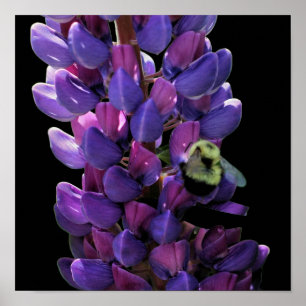 Póster Abejorro En Flor De Lupino Silvestre De Cerca