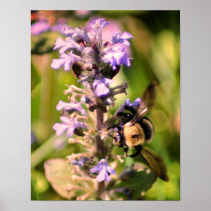 Póster Abejorro En Flor Morada Primer Plano