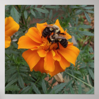 Póster Abejorros en Flor de Marigold