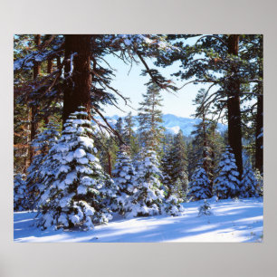 Póster Abetos rojos cubiertos de nieve en la High Sierra 