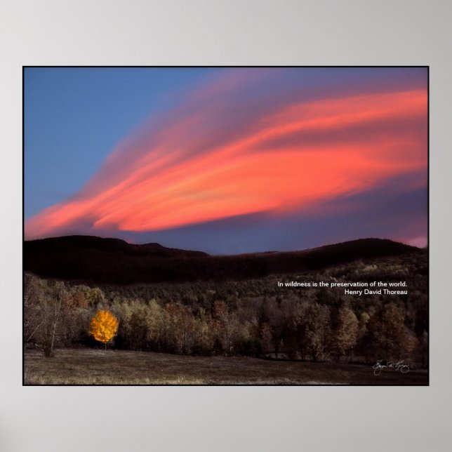 Póster Ablaze de arce al atardecer: Poster de talla de Th (Frente)
