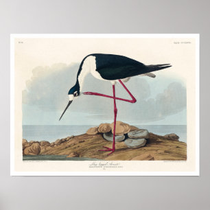 Póster Abogado de largo alcance por Poster Audubon