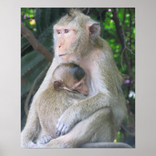 Póster Abrazo de madre y cría de mono en Tailandia