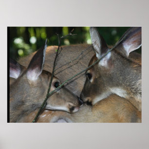 Póster Abrazo de venado de WT