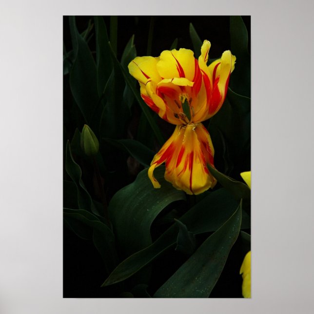 Póster Abrir ancho (Frente)