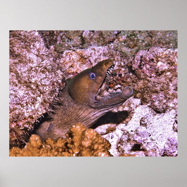 Póster Abrir ancho (Frente)