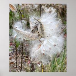 Póster Abrir Pods Milkweed | Semillas con seda |
