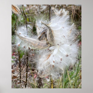 Póster Abrir Pods Milkweed | Semillas con seda |