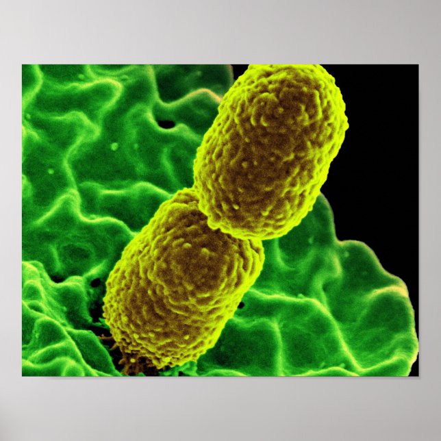 Póster abstract microbiology art custom poster canvas (Frente)