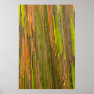 Póster Abstract Of Eucalyptus Bark