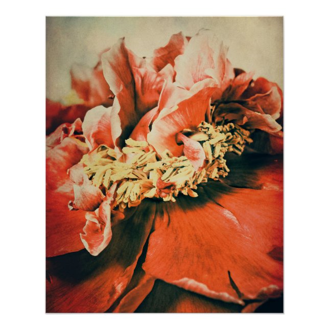 Póster Abstrakte Pfingstrose (Anverso)