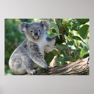 Póster Aburrido koala australiana