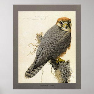 Póster Abyssinian Lanner