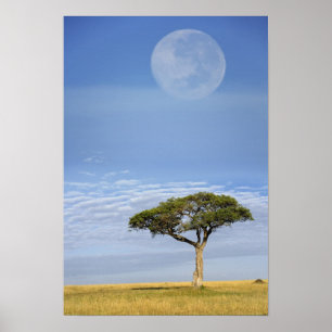 Póster Acacia de espina de paraguas, Acacia tortilis, y