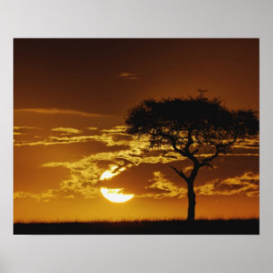 Póster Acacia de espinas sombrilla, Acacia tortilis,