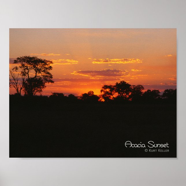 Póster Acacia Sunset (Frente)