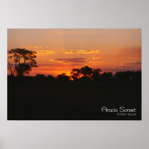 Póster Acacia Sunset