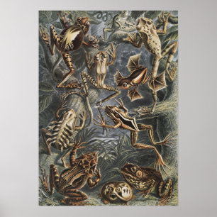 Póster Academia Oscura Haeckel Grabado Antiguo de Rana Na