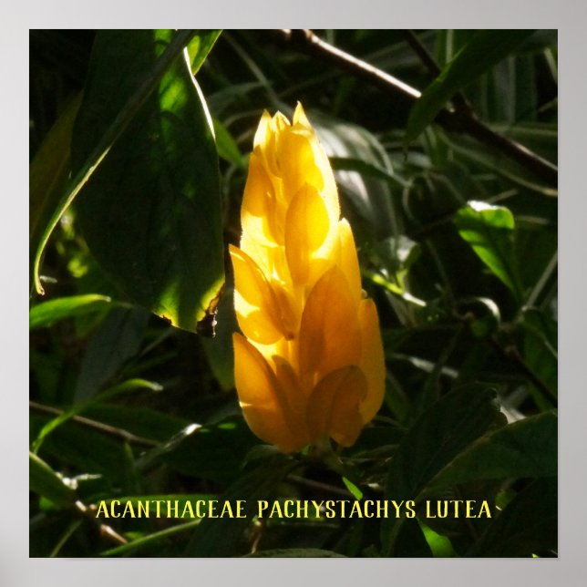 Póster Acanthaceae Pachystachys lutea - Vela dorada (Frente)