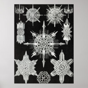 Póster Acanthophracta, animal acuático de Wunderstrahling