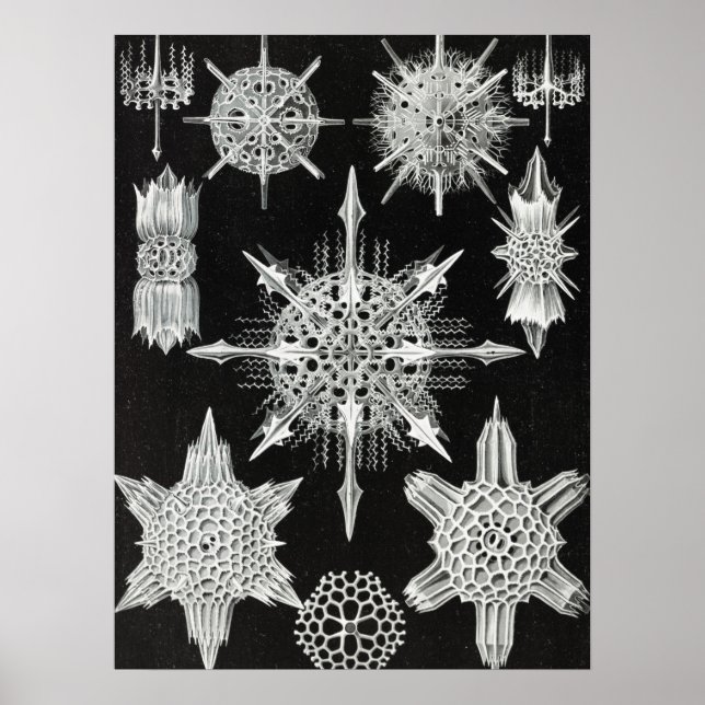 Póster Acanthophracta, animal acuático de Wunderstrahling (Frente)