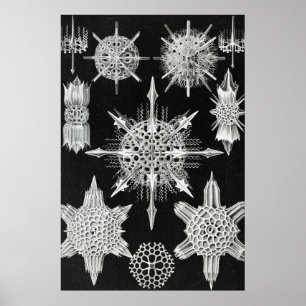 Póster Acanthophracta, animal acuático Wunderstrahlinge