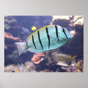 Póster Acanthurus triostegus