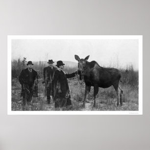 Póster Acaricia de una foto 1921 de los alces