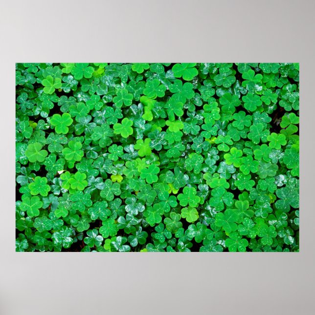 Póster Acedera de Madera En Primavera (Frente)