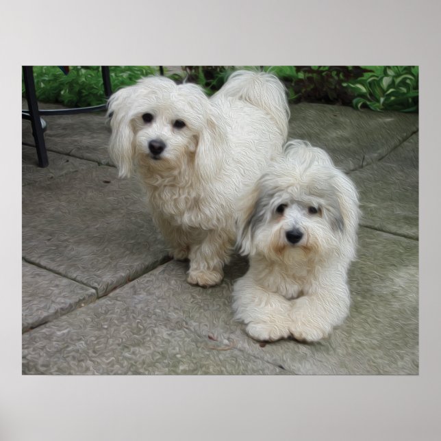 Póster Aceite de aletas (Frente)