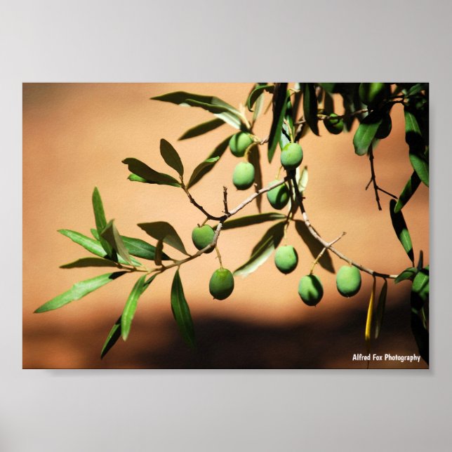 Póster Aceitunas verdes en rama (Frente)