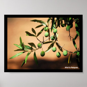 Póster Aceitunas verdes en rama