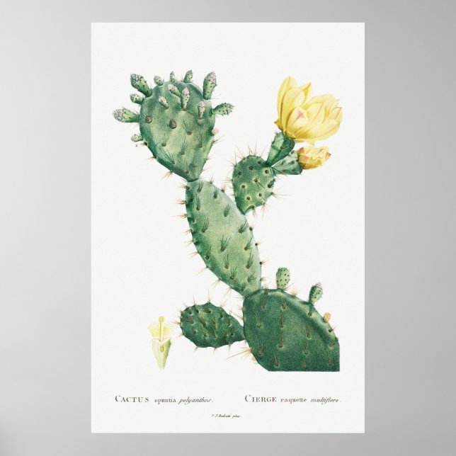 Póster Acento Tropical Cactus Amarillo Floral Vintage (Frente)