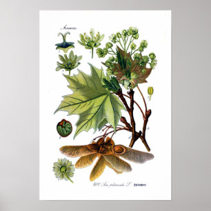 Póster Acer platanoides (arce noruego)