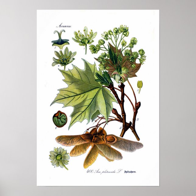 Póster Acer platanoides (arce noruego) (Frente)