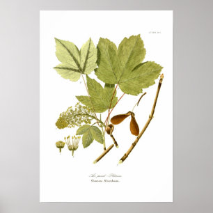 Póster Acer pseudo-platanus