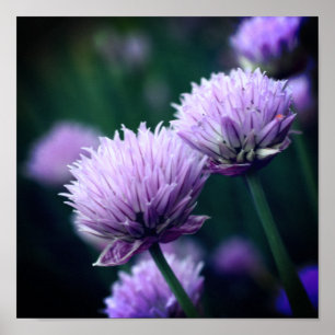 Póster Acercamiento de Allium Purple Scallion