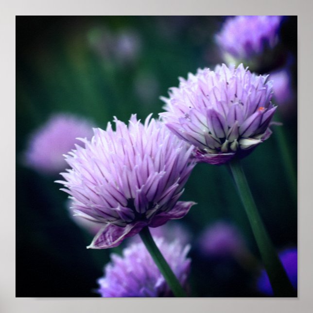 Póster Acercamiento de Allium Purple Scallion (Frente)