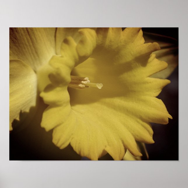 Póster Acercamiento de la Flor Amarilla Daffodil (Frente)