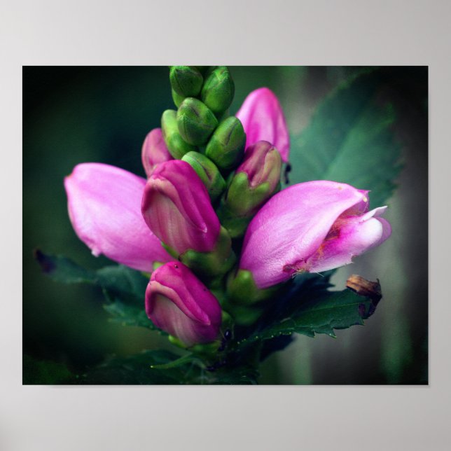 Póster Acercamiento de la flor de la cabeza de turco rosa (Frente)