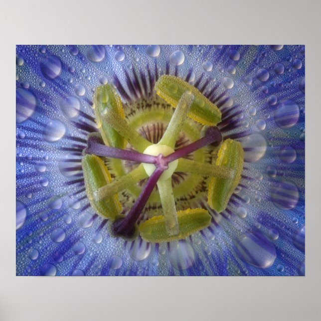 Póster Acercamiento de la flor de la pasión de los martil (Frente)